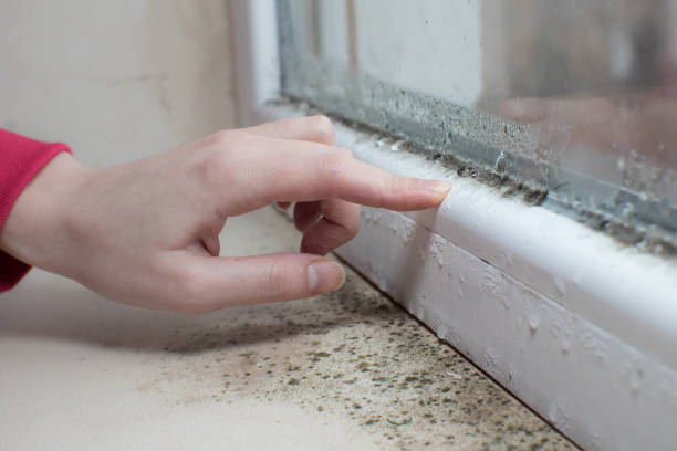 Fraser, MI Mold Removal Company