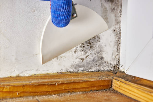 Best Real Estate Mold Inspection  in Fraser, MI